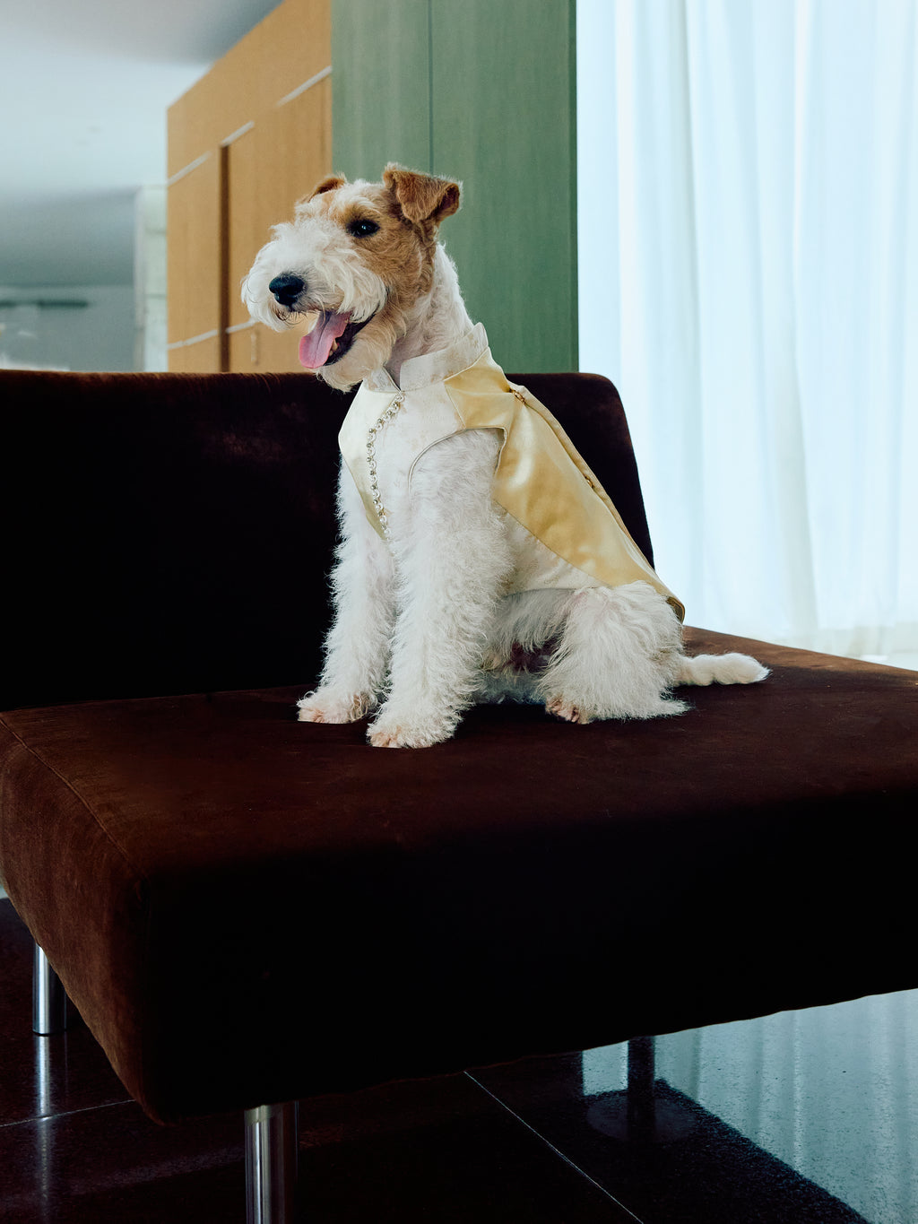 Champagne Beaded Dog Cape – Ivory Jacquard Vest