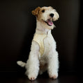 Champagne Beaded Dog Cape – Ivory Jacquard Vest