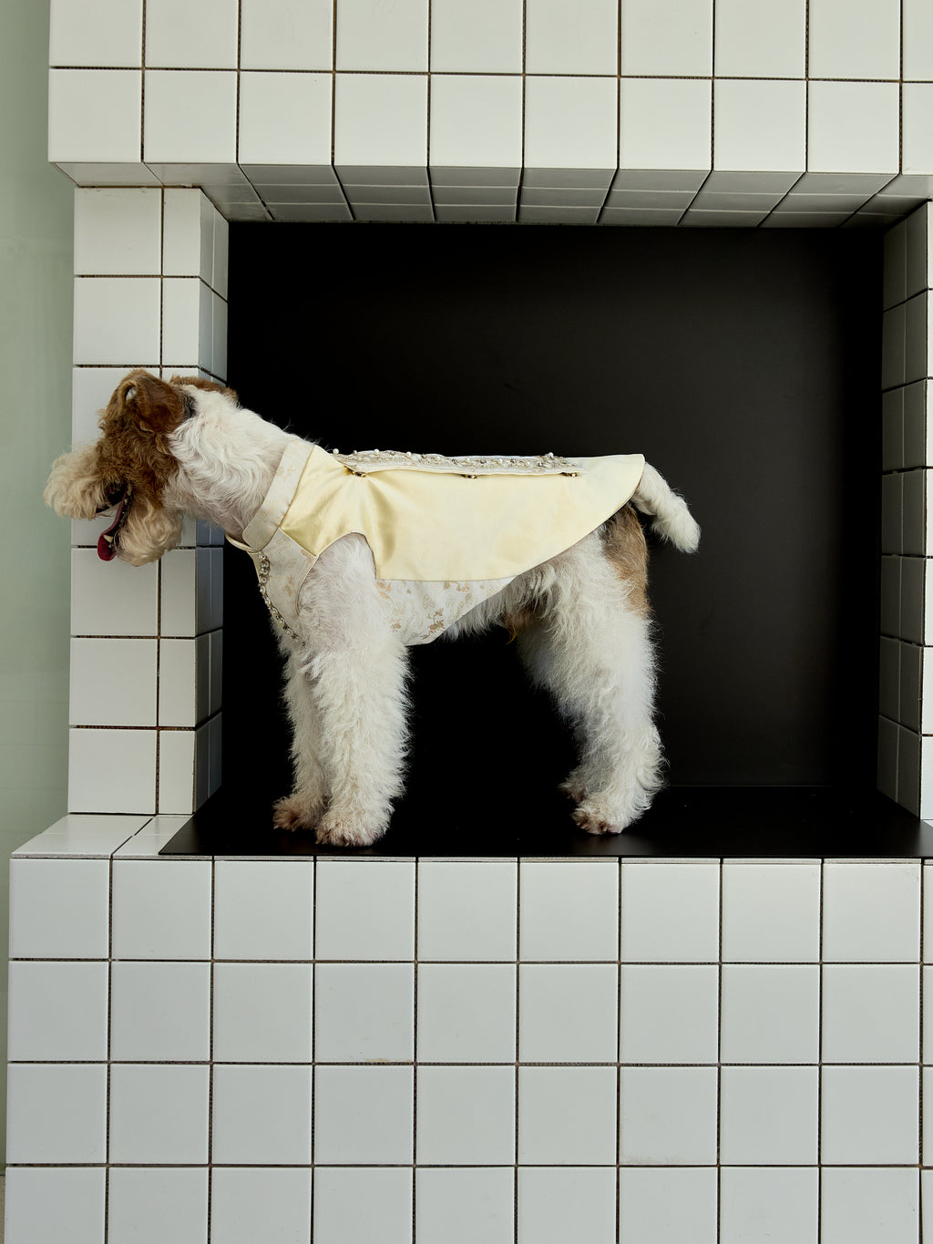 Champagne Beaded Dog Cape – Ivory Jacquard Vest