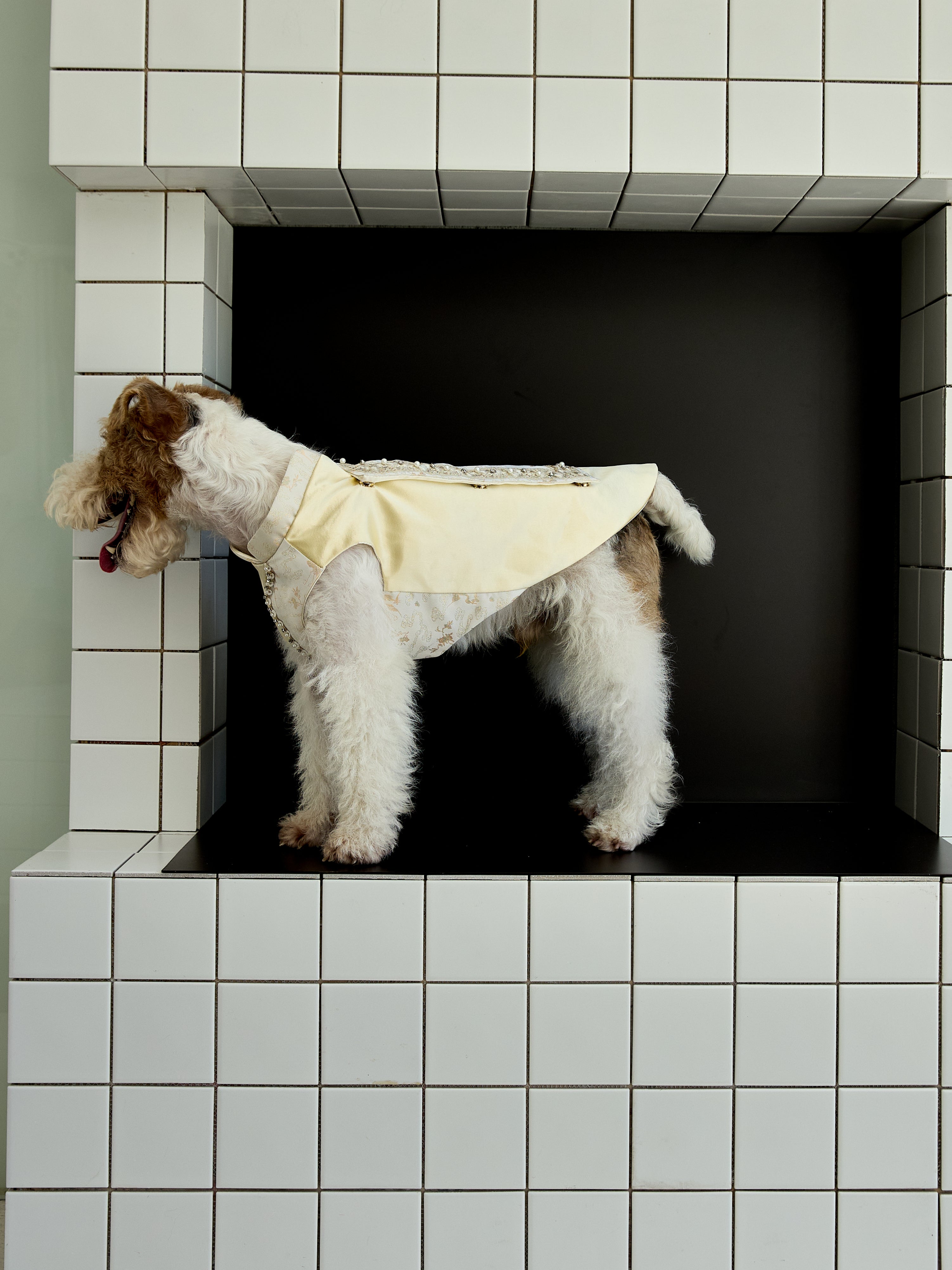 Champagne Beaded Dog Cape – Ivory Jacquard Vest