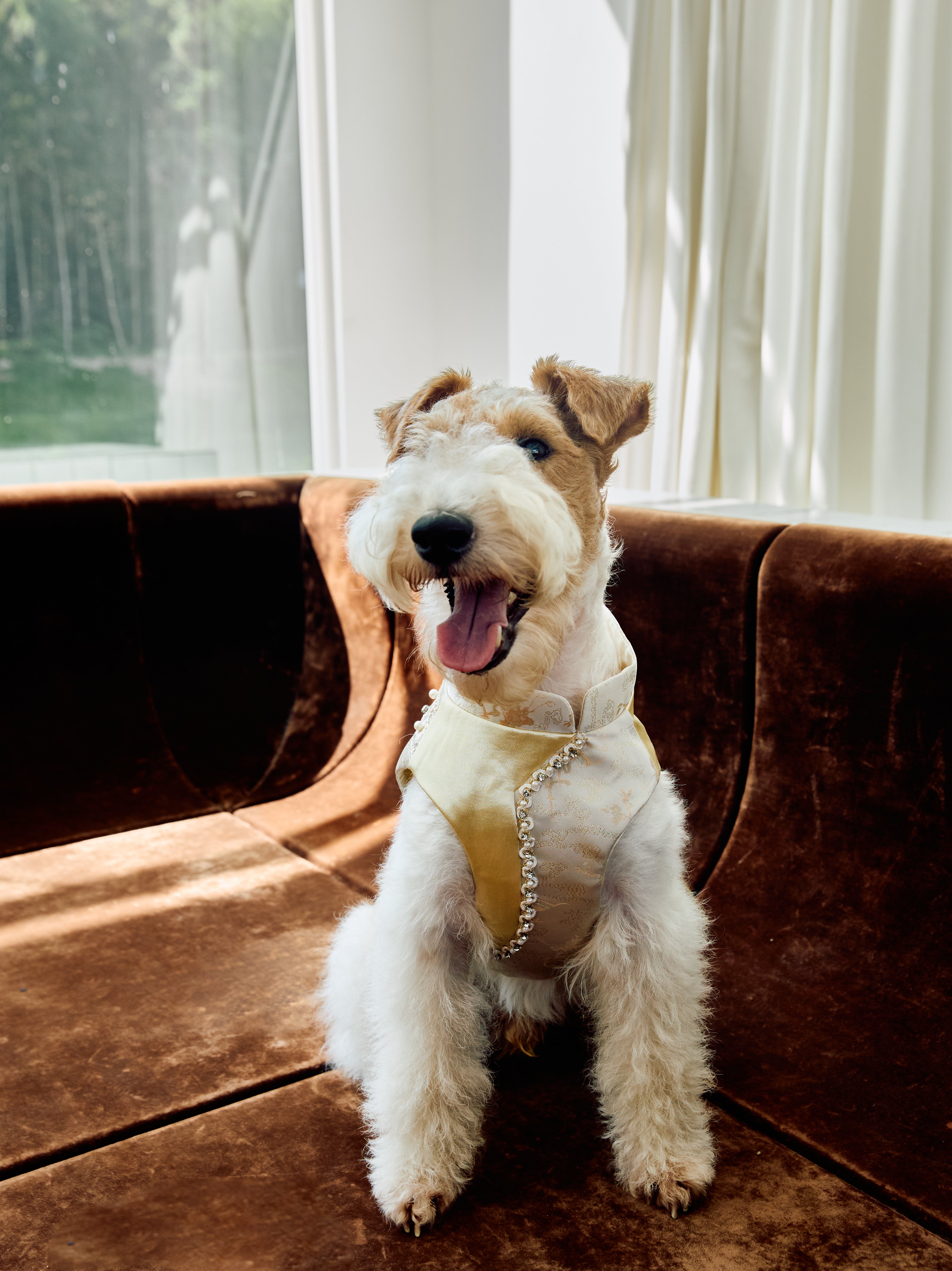 Champagne Beaded Dog Cape – Ivory Jacquard Vest