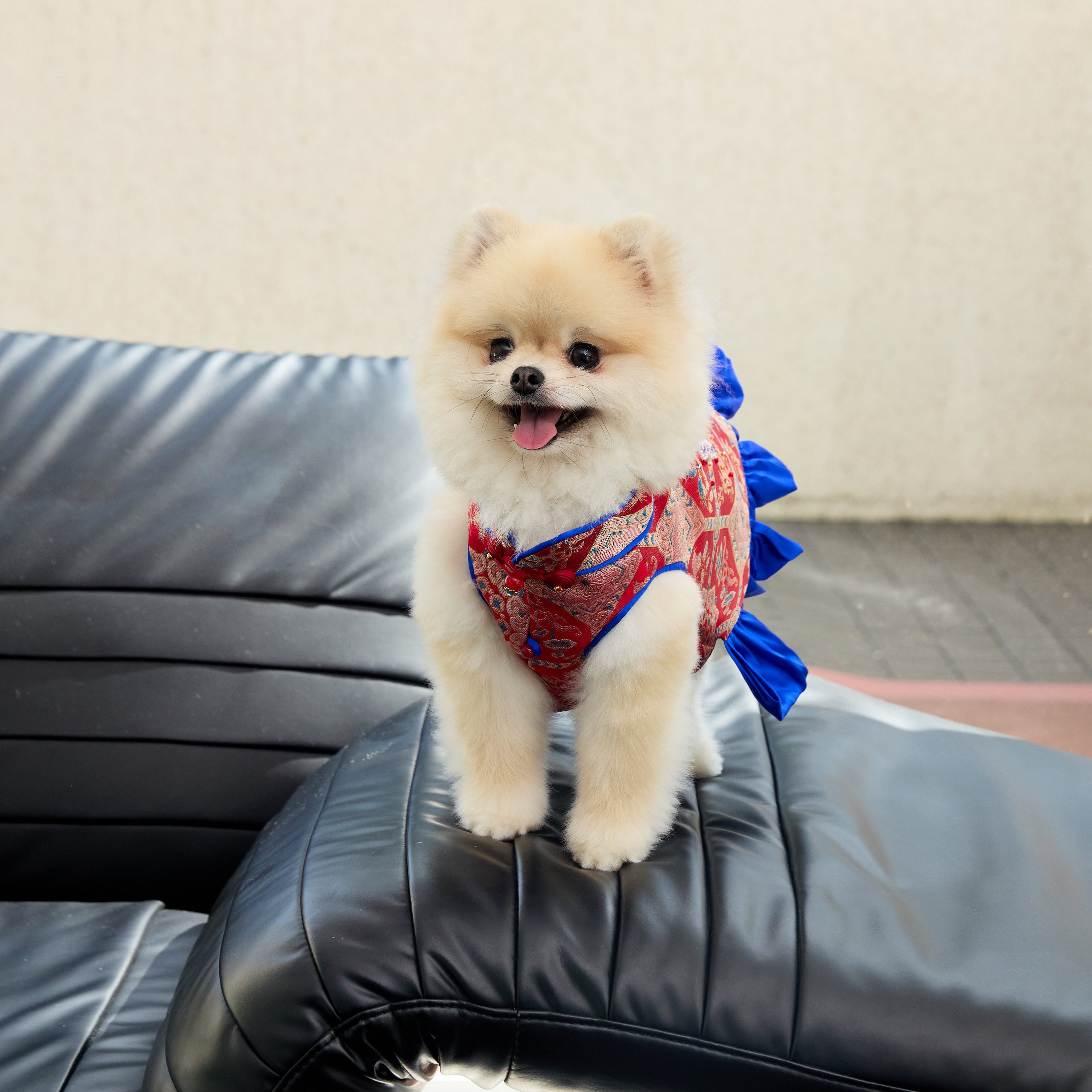 Crimson Brocade Dog Dress – Cobalt Ruffle Skirt
