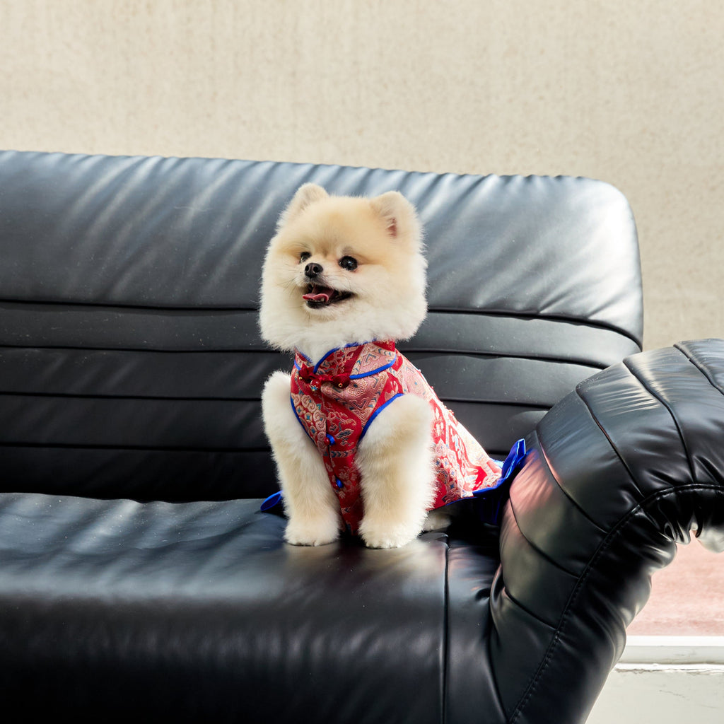 Crimson Brocade Dog Dress – Cobalt Ruffle Skirt