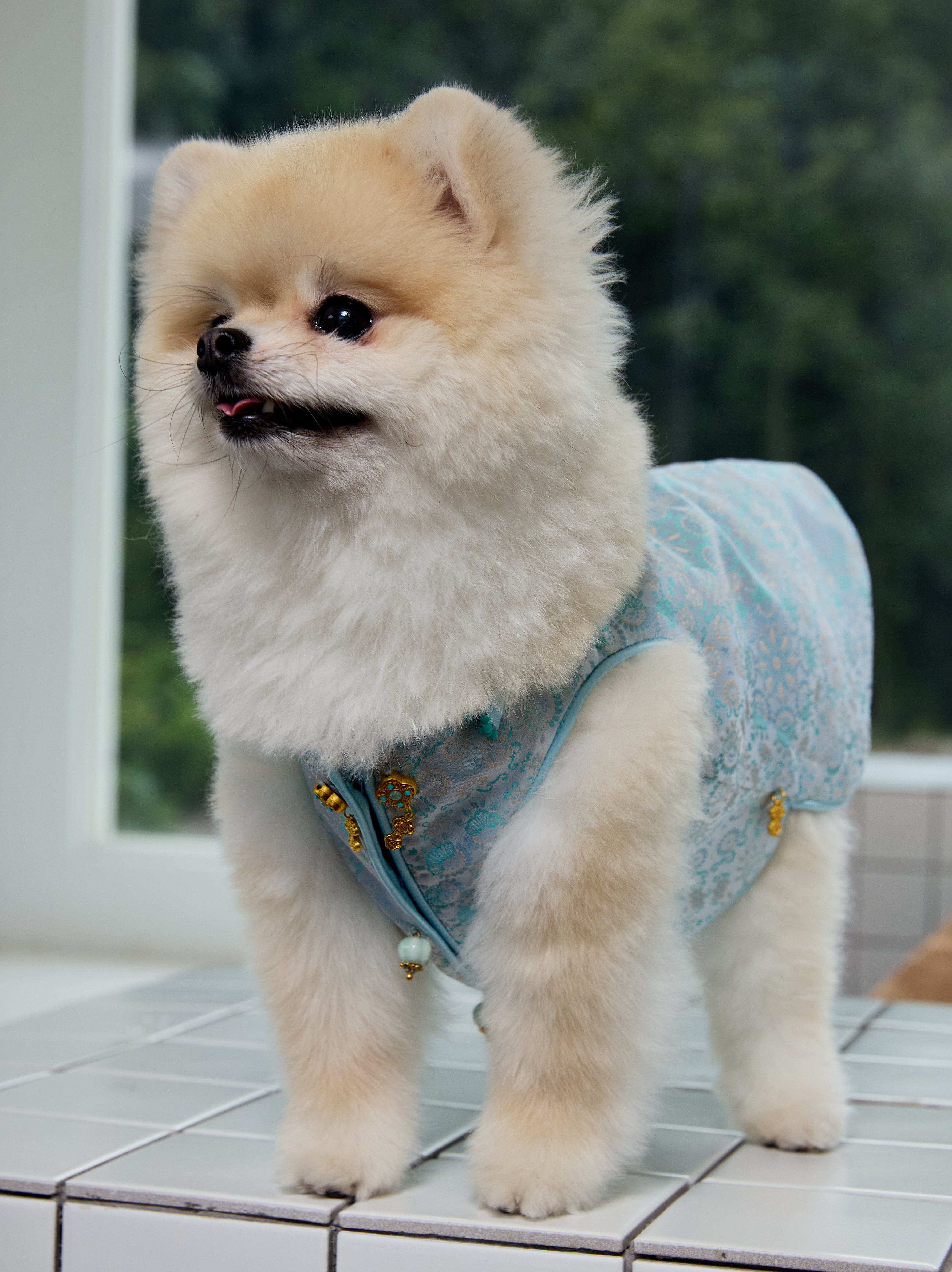 Celadon Brocade Dog Vest – Jade Charm & Gold Toggles