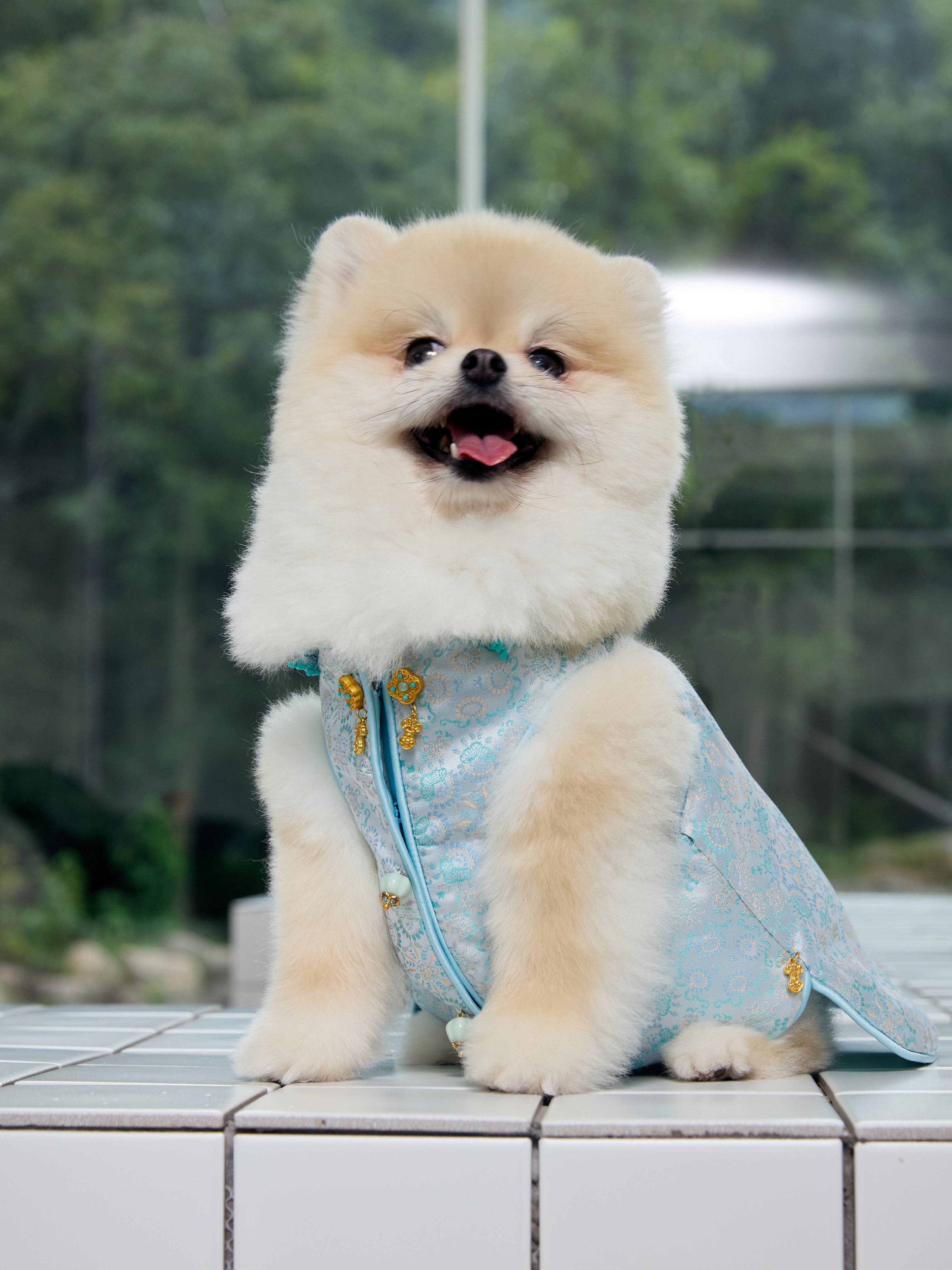 Celadon Brocade Dog Vest – Jade Charm & Gold Toggles