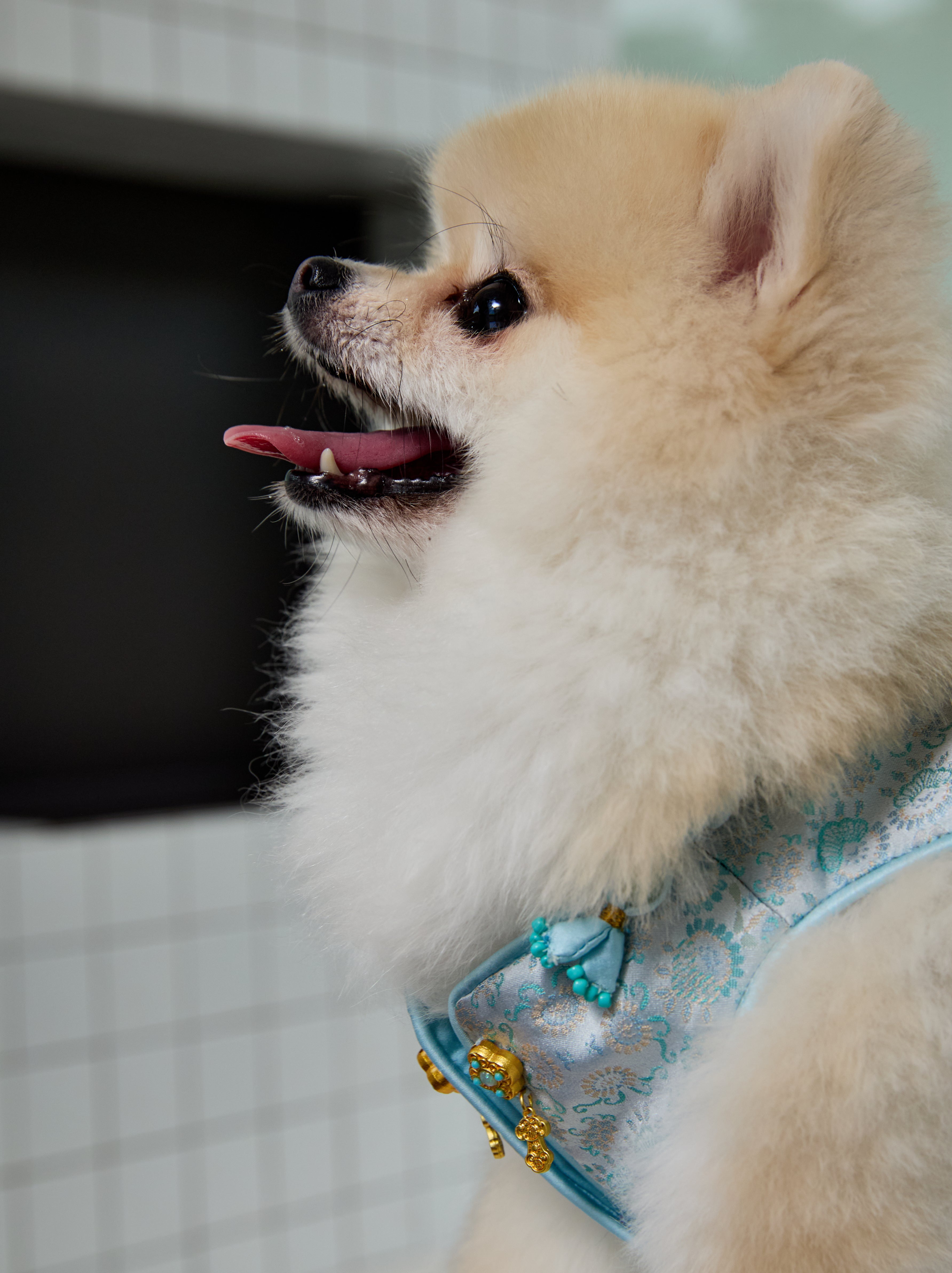 Celadon Brocade Dog Vest – Jade Charm & Gold Toggles