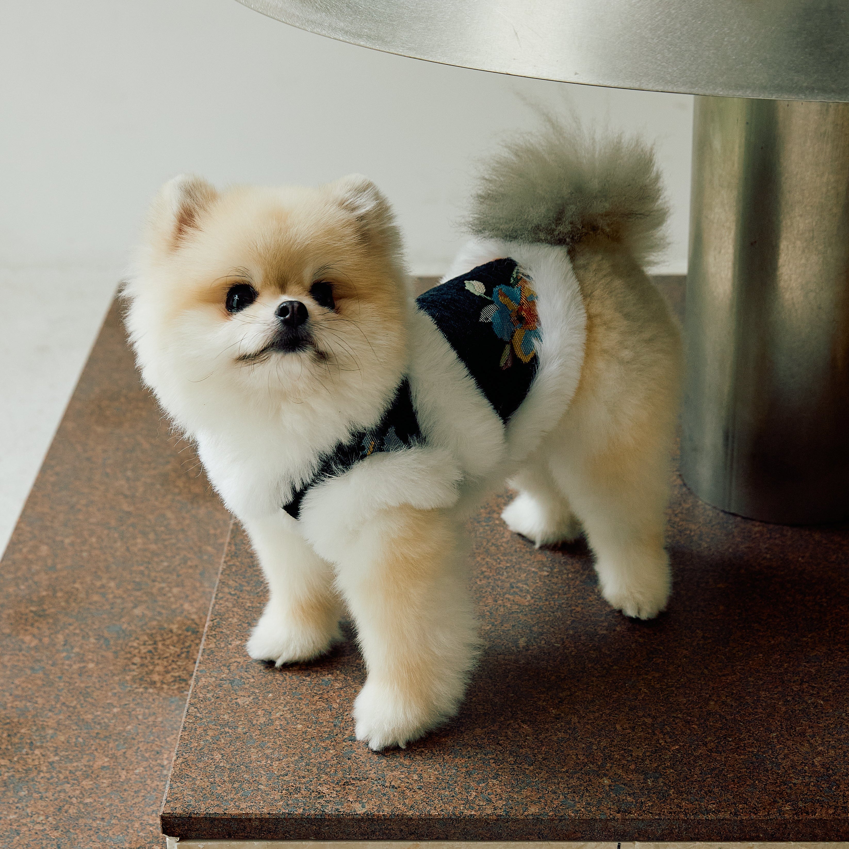 Black Floral Brocade Dog Vest – Ivory Faux-Fur Trim – Panco