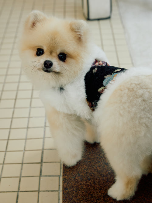 Black Floral Brocade Dog Vest – Ivory Faux-Fur Trim