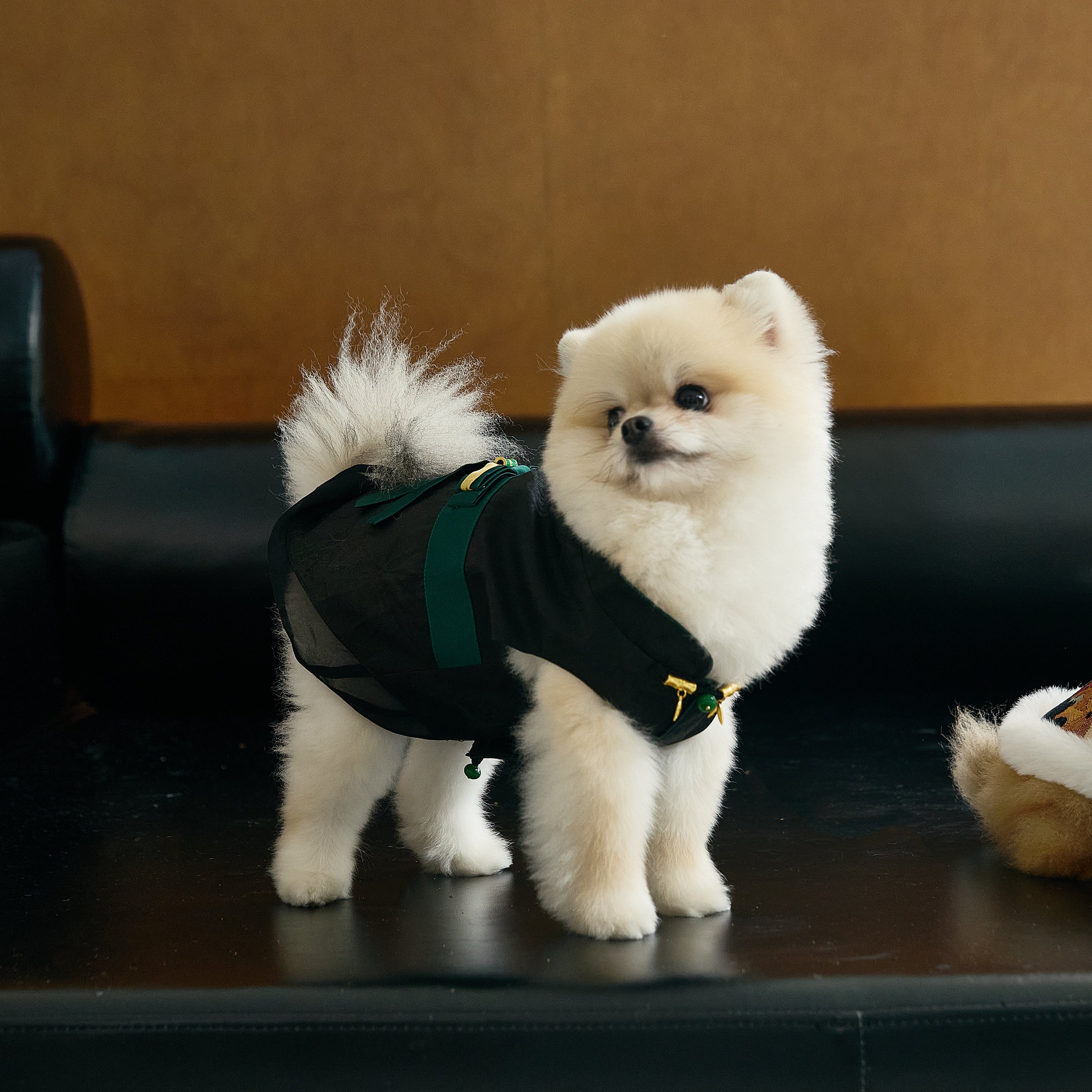 Black Dog Cape – Emerald Band & Jade Toggle