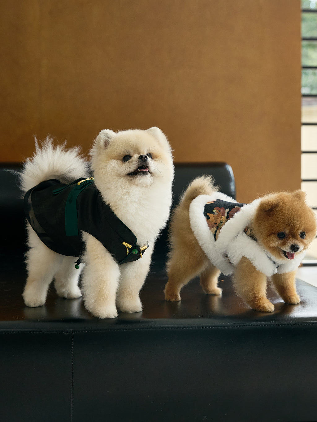 Black Dog Cape – Emerald Band & Jade Toggle
