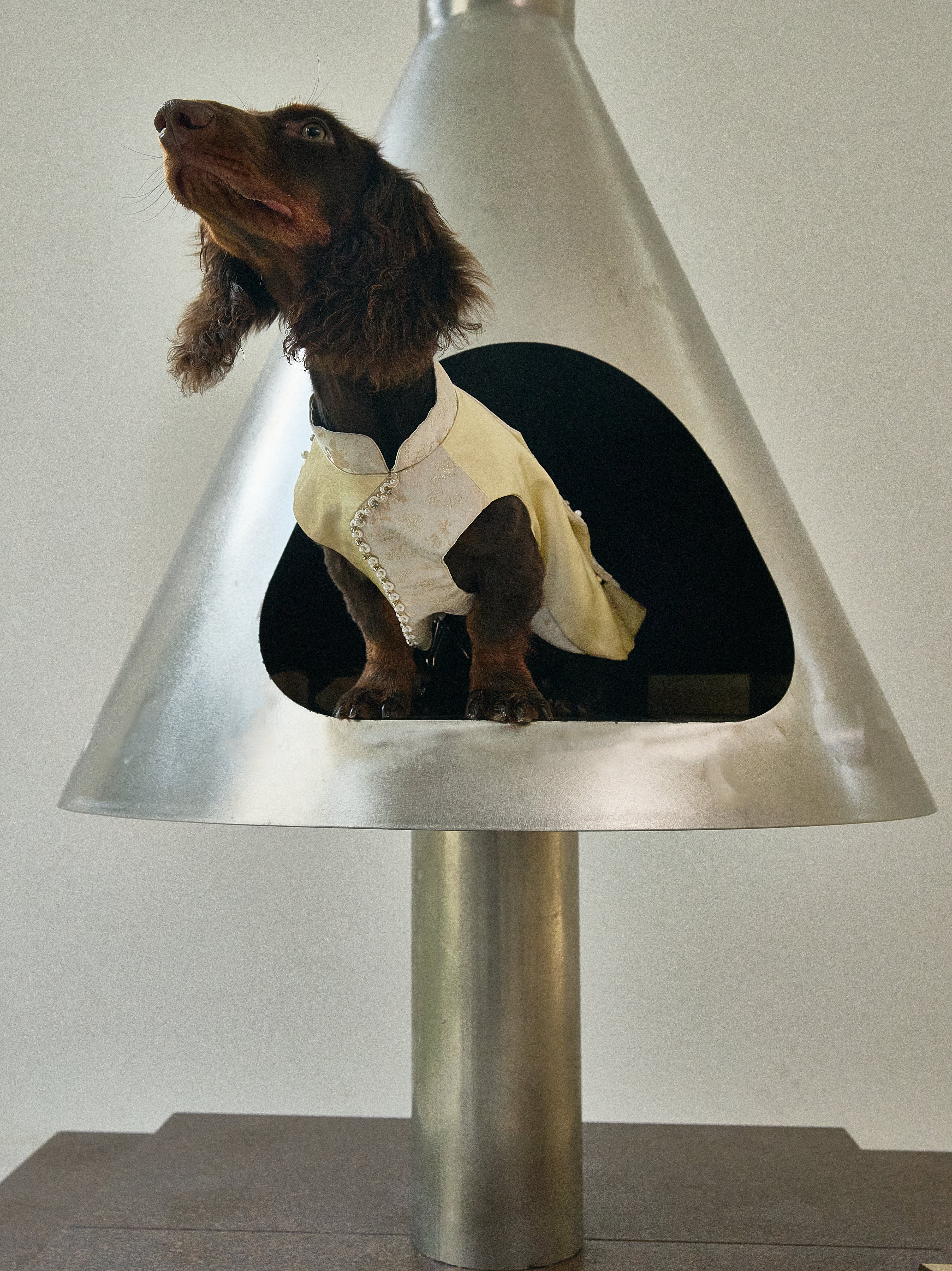 Champagne Beaded Dog Cape – Ivory Jacquard Vest