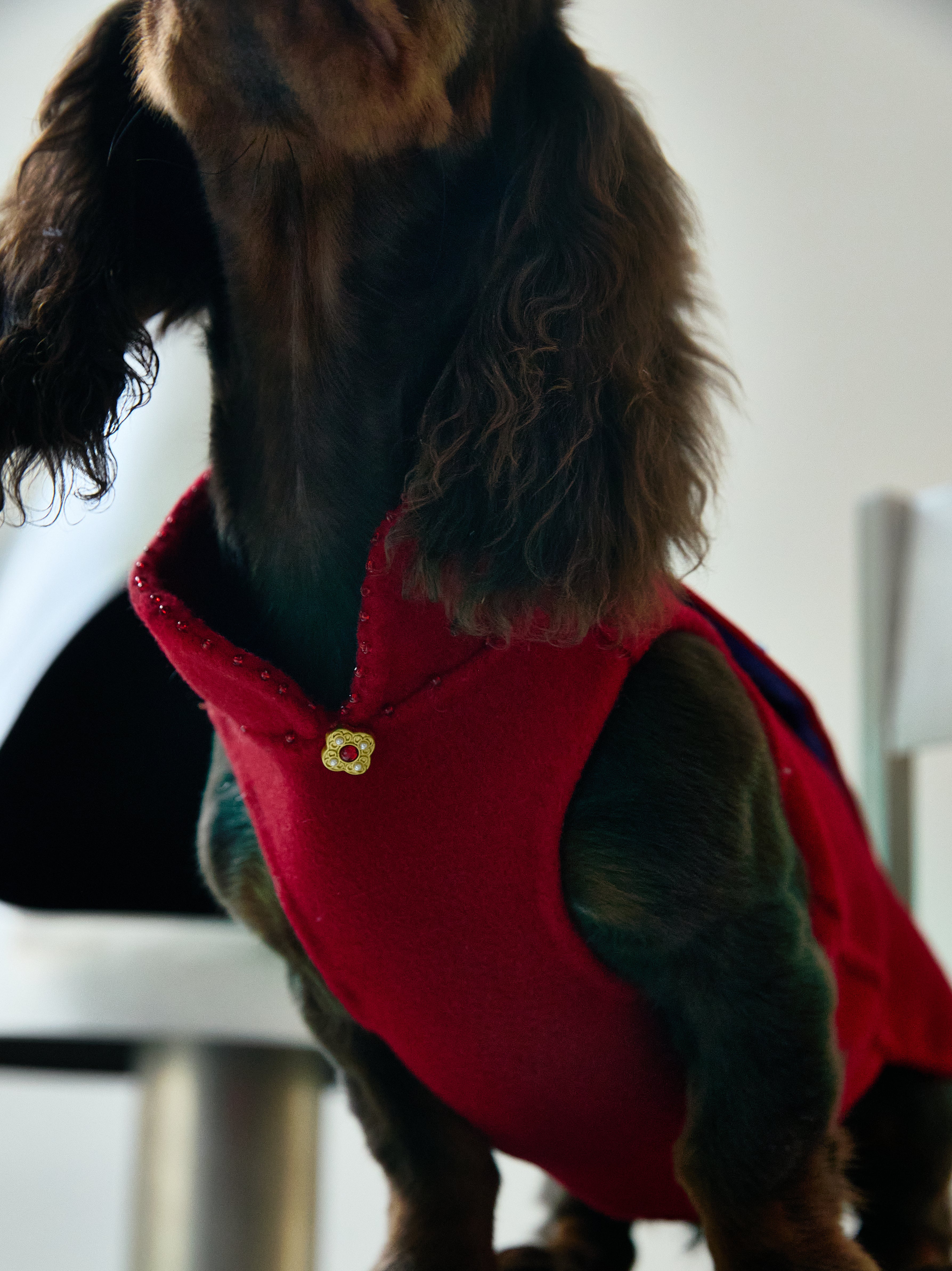 Crimson Dog Coat – Teal Brocade Back Panel