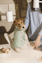 Celadon Mandarin Collar Dog Jacket – Chinese-Style Floral Brocade