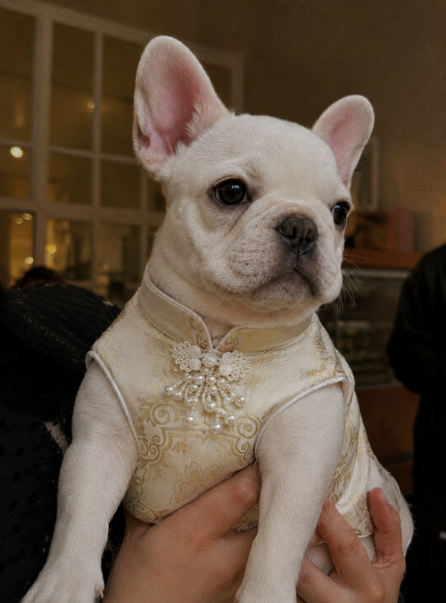 French Bulldog oriental asthetic outfit