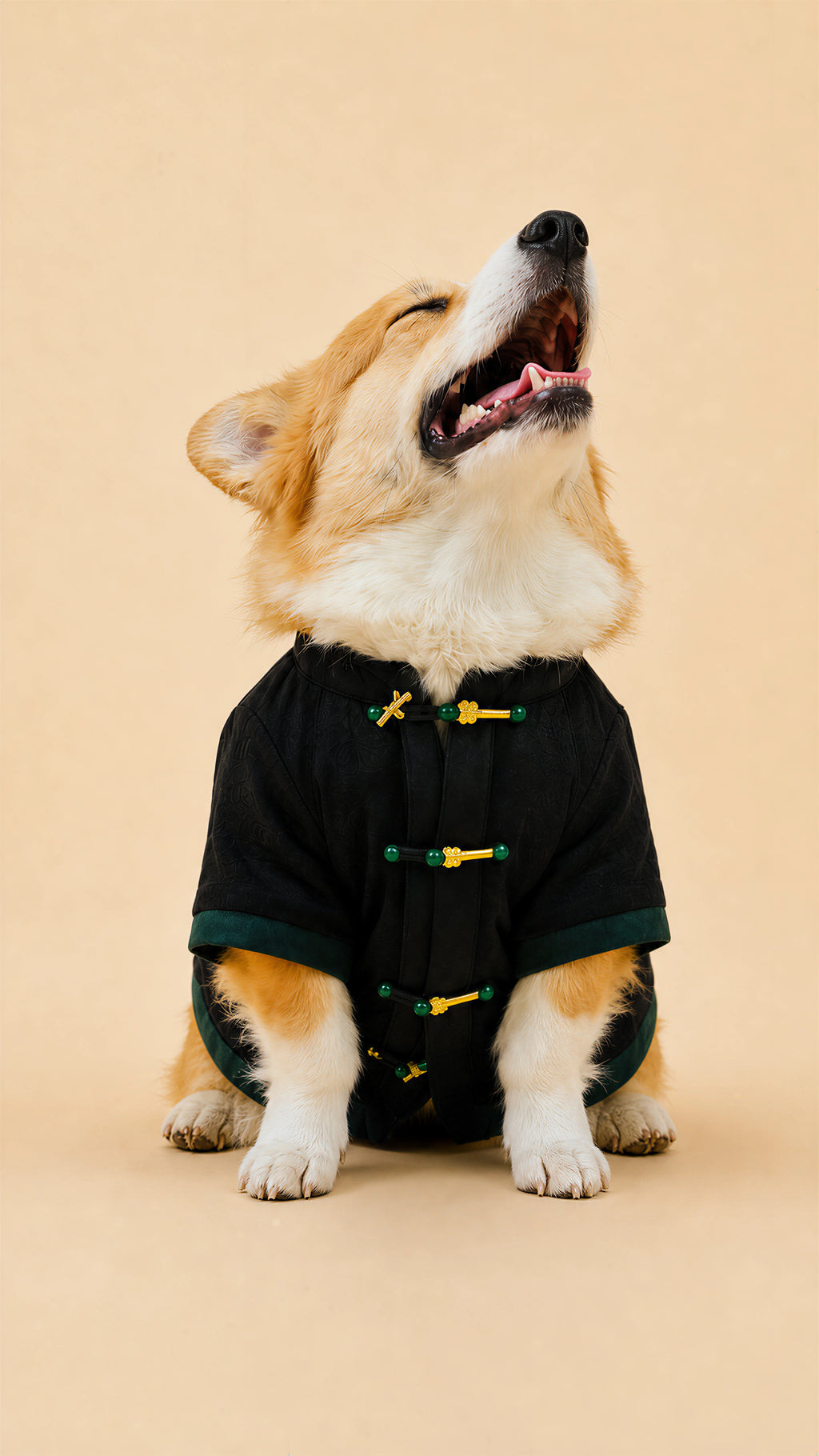 Black Jade-Button Tang Jacket – Chinese-Style Dog Coat